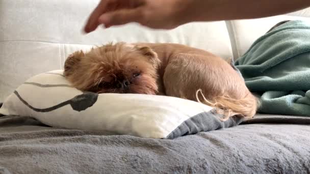 Propietario acaricia y cubre con una manta un perro dormido — Vídeo de stock