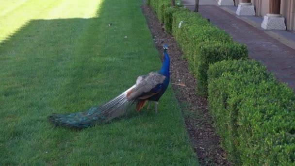 Peacock is wandelen op het gras — Stockvideo