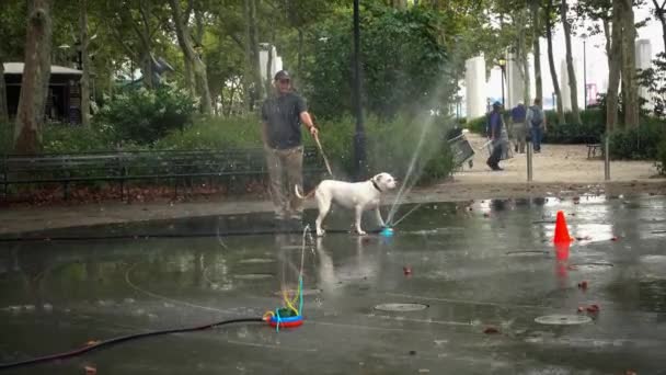 Perro está jugando con el agua en un parque — Vídeos de Stock