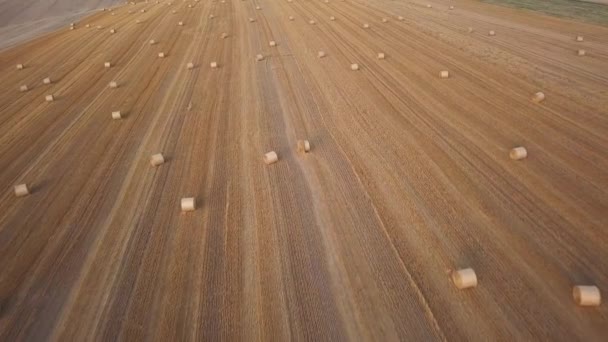 Круглі сушені стовбури сіна в полі — стокове відео