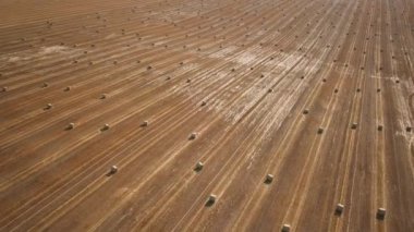 Tarlada kurumuş samanlıklar var.