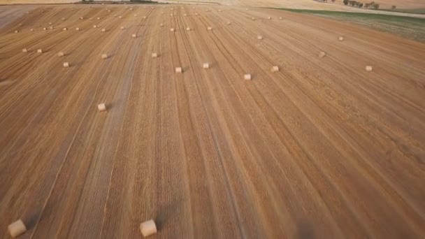 Ronde gedroogde hooibergen in het veld — Stockvideo