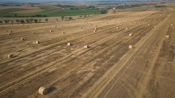 Круглые сухие стоги сена в поле — стоковое видео