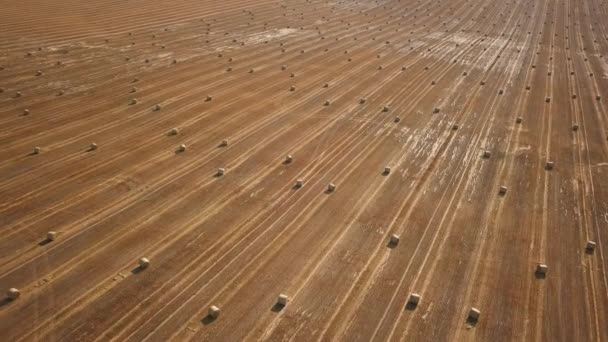 Круглые сухие стоги сена в поле — стоковое видео