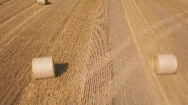 Στρογγυλή αποξηραμένα άχυρα στον αγρό — Αρχείο Βίντεο
