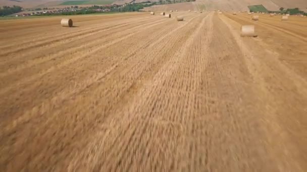 Round dried haystacks in the field — Stock Video