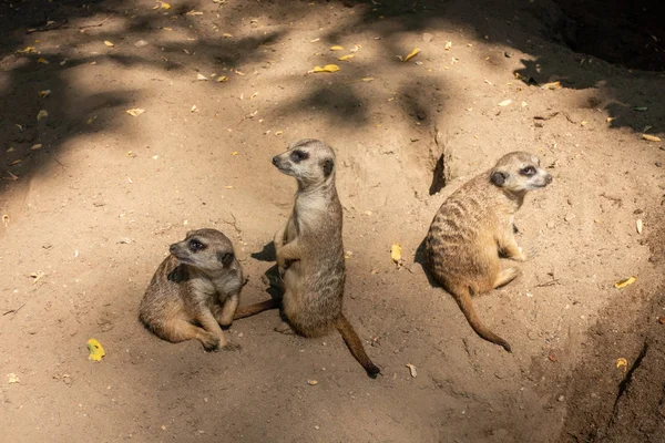 Erdmännchen-Familie im Zoo — Stockfoto