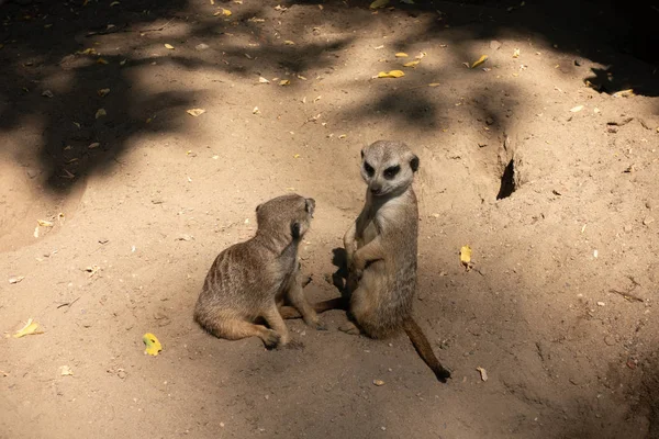 Famille Meerkat au zoo — Photo