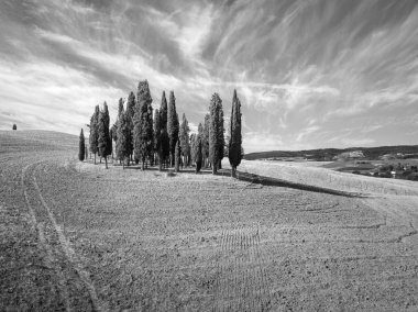 Toskana, İtalya'da Selviler grubu. Hava yaz manzara