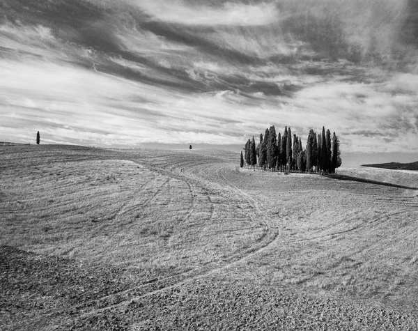 Gruppo di cipressi in Toscana, Italia. Paesaggio estivo aereo — Foto Stock