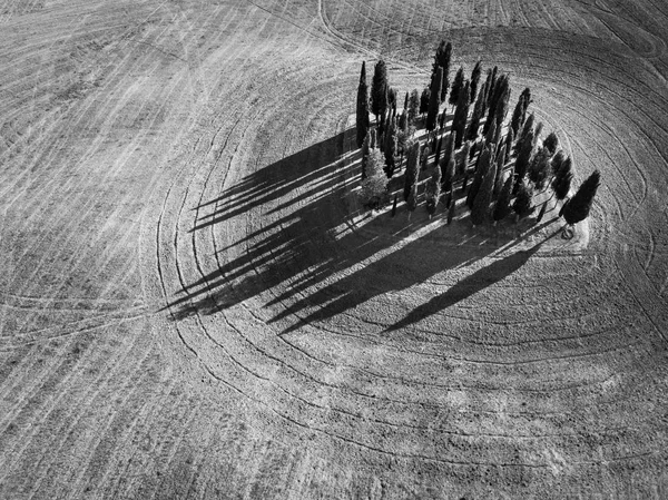 Cypressen groep in Toscane, Italië. Luchtfoto zomer landschap — Stockfoto