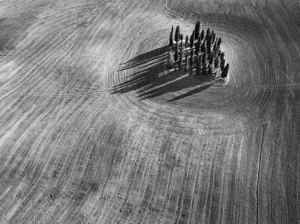 Группа кипарисов в Тоскане, Италия. Летний пейзаж — стоковое фото