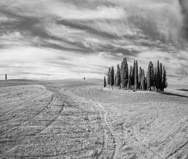 Cypressen groep in Toscane, Italië. Luchtfoto zomer landschap — Stockfoto