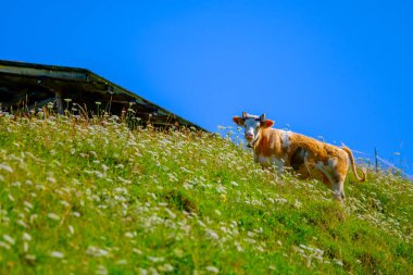 Yaz aylarında dağ çayırında otlatma