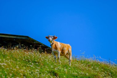 Yaz aylarında dağ çayırında otlatma