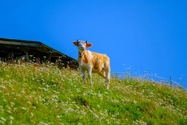 Pâturage de vaches dans la prairie alpine en été — Photo