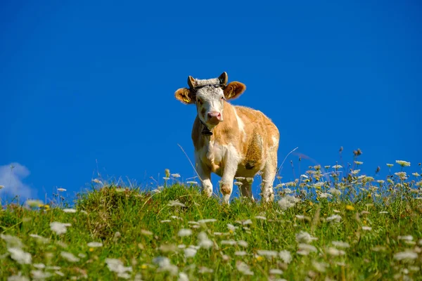 Vaca pastando no prado alpino no verão — Fotografia de Stock