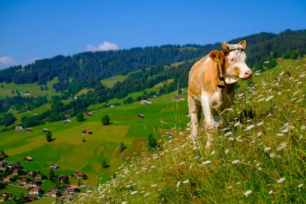 Krowy pastwiskie na łące alpejskiej latem — Zdjęcie stockowe