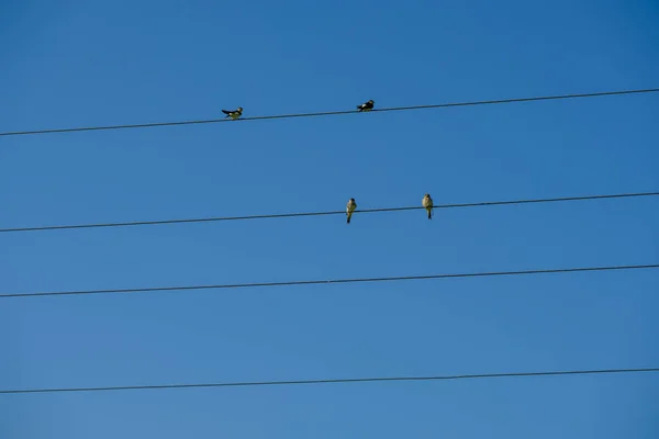 Птахи сидять на електричних дротах на блакитному небі — стокове фото