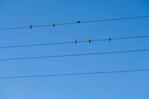 Oiseaux assis sur des fils électriques sur le ciel bleu — Photo