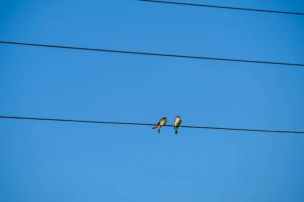 Mavi gökyüzünde elektrik telleri üzerinde oturan kuşlar — Stok fotoğraf