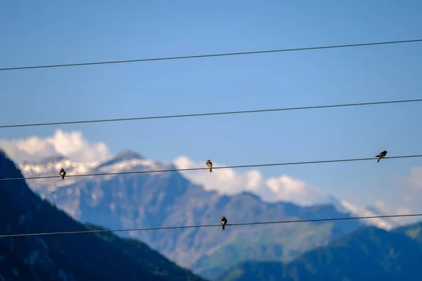 Pájaros sentados en cables eléctricos en el cielo azul — Foto de Stock