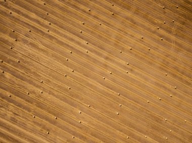 Tarlada kurumuş samanlıklar var.