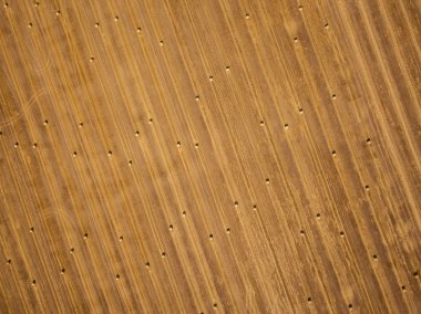 Tarlada kurumuş samanlıklar var.