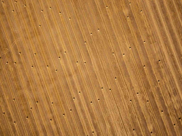 Tarlada kurumuş samanlıklar var.