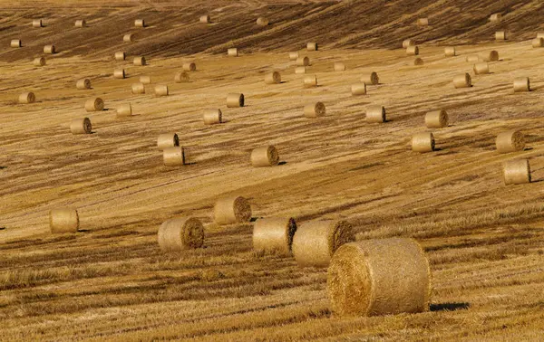 Runde getrocknete Heuhaufen auf dem Feld — Stockfoto