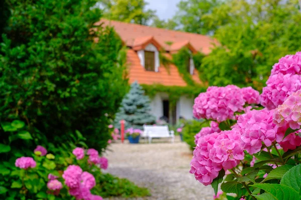 Lantligt hus landskap hortensia blommor — Stockfoto