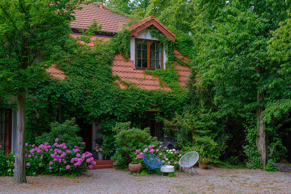 Country house landscape hydrangea flowers