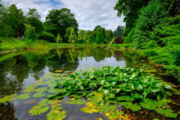 Paysage estival de l'étang dans le parc — Photo
