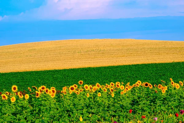 Сельский полосатый летний сельскохозяйственный ландшафт с подсолнухами, пшеницей , — стоковое фото