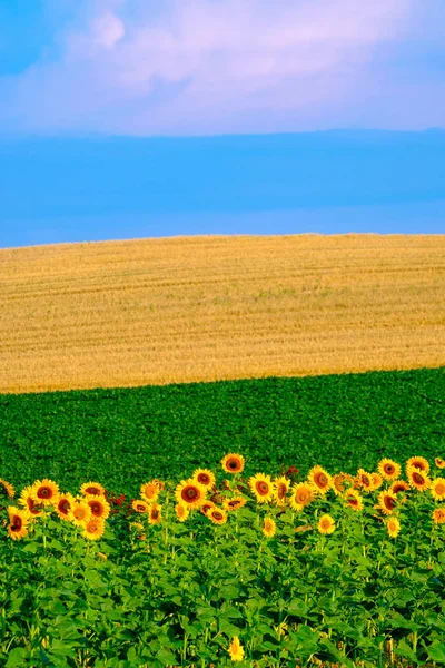 Сільський смугастий літній сільськогосподарський пейзаж з соняшниками, пшениця , — стокове фото