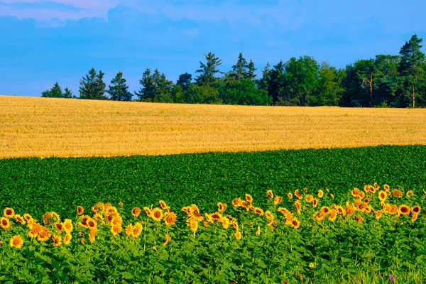 Paesaggio agricolo rurale a strisce estive con girasoli, grano , — Foto Stock