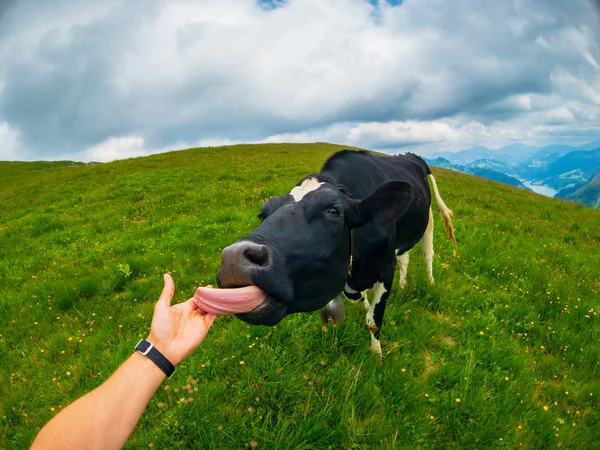 POV inek Dağı mera erkek el yalıyor — Stok fotoğraf