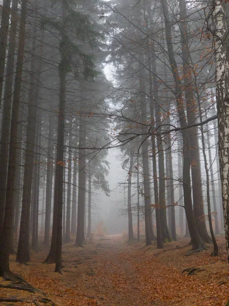 Árvores em uma floresta no nevoeiro — Fotografia de Stock