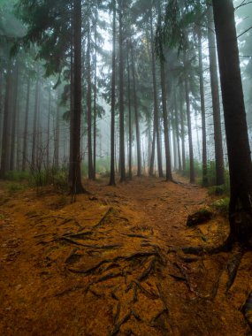 Siste ormanda ağaçlar