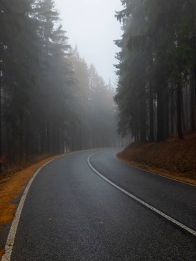 Sis, sonbahar manzara ormanda Asfalt yol