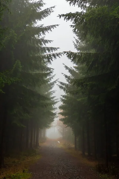 Дерева в лісі в тумані — стокове фото
