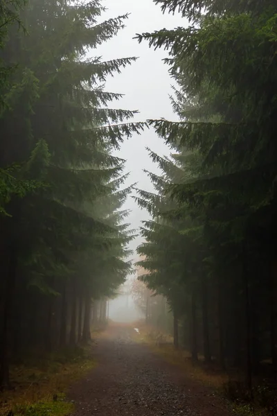 Árboles en un bosque de niebla — Foto de Stock