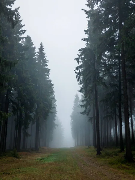 Árboles en un bosque de niebla — Foto de Stock