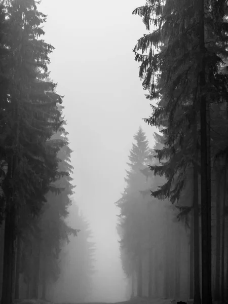 안개속의 숲속의 나무 — 스톡 사진