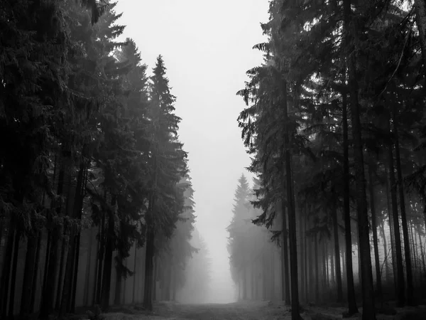 Árvores em uma floresta no nevoeiro — Fotografia de Stock