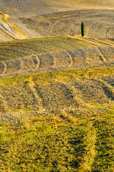 Ciprés solo en el campo de Toscana — Foto de Stock