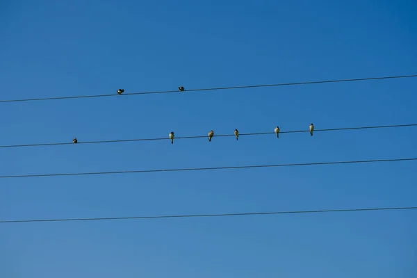 Oiseaux assis sur des fils électriques sur le ciel bleu — Photo