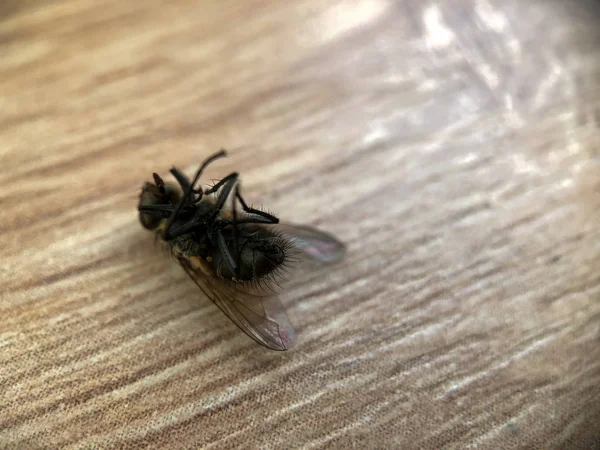 Dead fly lies upside down on a wooden table — Stock Photo, Image