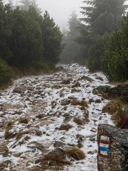 Marca de caminhada em florestas de inverno — Fotografia de Stock