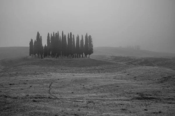 Grupo de cipreses en Toscana, Italia. Paisaje aéreo de verano — Foto de Stock